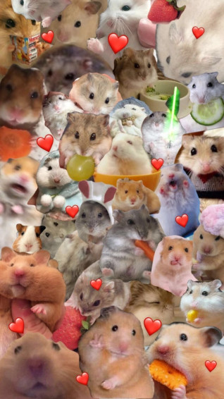 Cute Small Animals Super Funny Hamster Wallpaper
