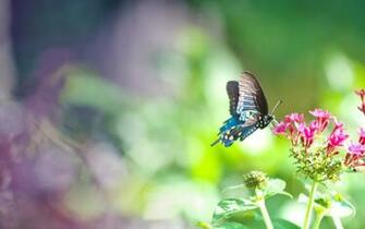 Blue Butterfly On Pink Flowers Wallpaper
