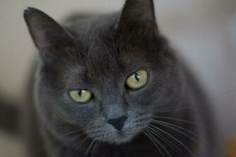Screen Sizes Mobile Background Information For Black Cat