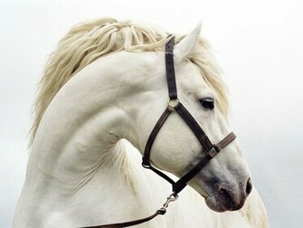 Horse Pictures