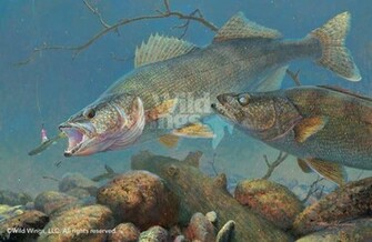 Walleye Art Wallpaper