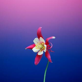 Full Width Official Apple iPhone Wallpaper