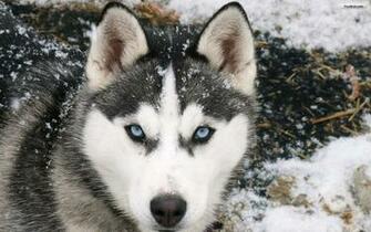 Siberian Husky Wallpaper
