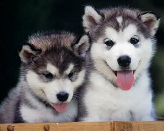 Siberian Husky Wallpaper Train A Training