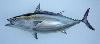 Skipjack Tuna Drawing Photo And Wallpaper Cute