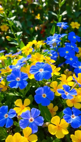 Blue And Yellow Flowers Wallpaper