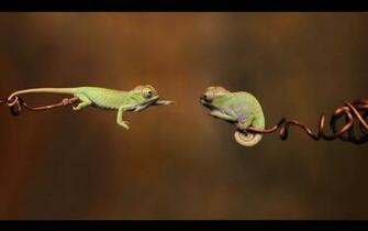 Tag Chameleon Wallpaper Background Photos Image And Pictures