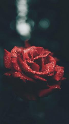 A Dozen Red Roses iPhone Wallpaper For Valentine S Day Preppy