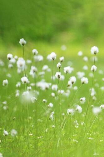 Spring Flowers iPhone Wallpaper Ipod