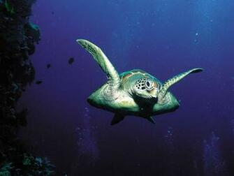 Sea Turtle Wallpaper Background