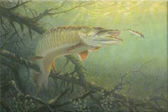Muskies Desktop Background General Discussion Muskie Fishing