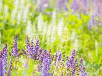 Natural Summer Background With Blooming Woodland Sage Balkan