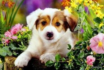 Sfondi Desktop Di Cani Da Scaricare Gratis Per Windows E Mac Pg