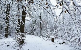 Snow Forest Wallpaper