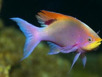 Ocean Seas Underwater Wallpaper High Resolution