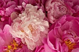 Peony Wallpaper