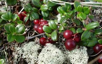 Wallpaper Wild Wide Screen Red Berries Desktop