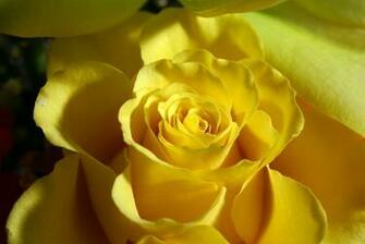 Yellow Flowers Wallpaper High Definition Is