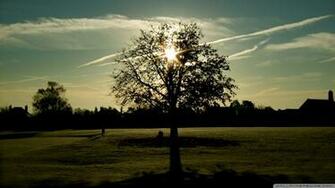 Tree Silhouette Photography Wallpaper