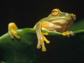 Acer Desktop Computer Frog Siesta Wallpaper Definition