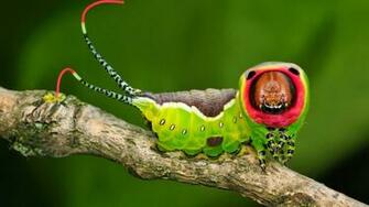 Beetle Boy S Bio Top Strangest Caterpillars
