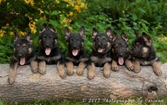 German Shepherd Puppies Wallpaper HD Desktop Background