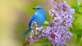 Youwall Blue Bird Wallpaper