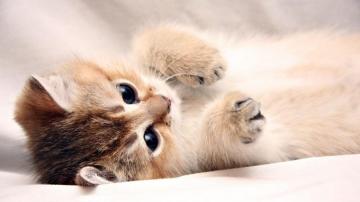 Cute Kitten Wallpaper On