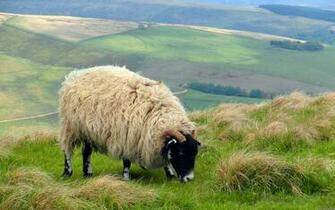 Sheep Wallpaper HD S