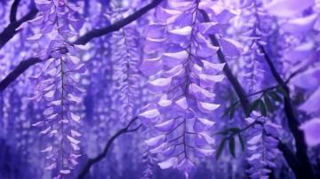 Drxppy Richh On Anime Flower Scenery Aesthetic
