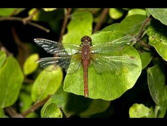 Black And White Wallpaper Desktop Nature Dragonfly Jpg