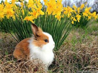 Wallpaper Spring Animals