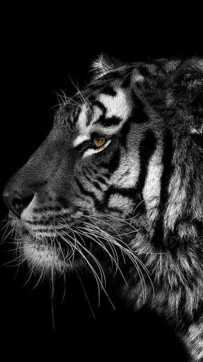 Black And White Animals Tigers Wallpaper