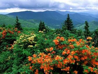 Bloom Appalachian Trail North Carolina Wallpaper Hq