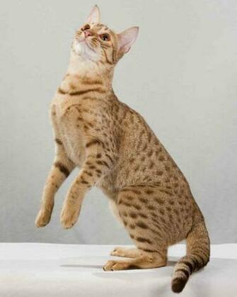Ocicat Wallpaper High Quality
