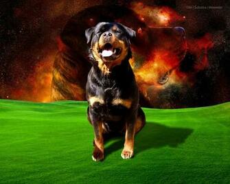 Dogs Wallpaper Rottweiler