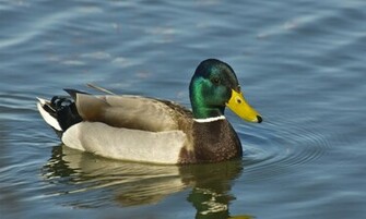 Mallard Duck HD Wallpaper High Definition iPhone