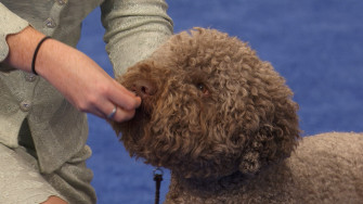 Lagotto Romagnolo National Dog Show Sporting Group Nbc Sports