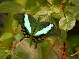 Wallpaper Background Butterfly HD 3d