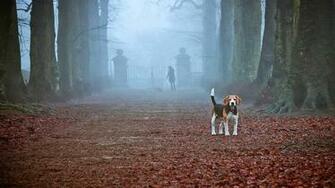 Beagle Wallpaper Hq Desktop Hqwalls4u