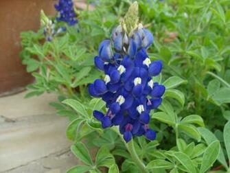 From My Corner Of Katy Wildflower Wednesday Bluebonnets