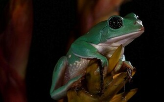 Wallpaper With A Big Green Frog HD Frogs Background