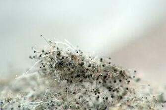 Different Species Of Mold Which Are Harmful Idealhomegarden