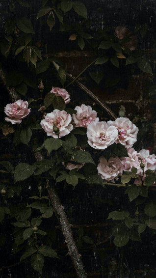 Pink Vintage Aesthetic Wallpaper