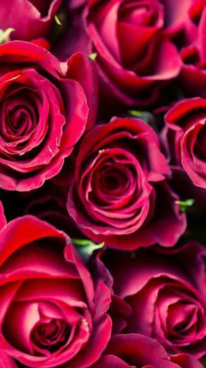 Super Cute Valentine S Day iPhone Wallpaper