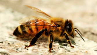 Bee Wallpaper