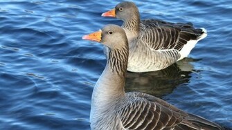 Duck Wallpaper Background