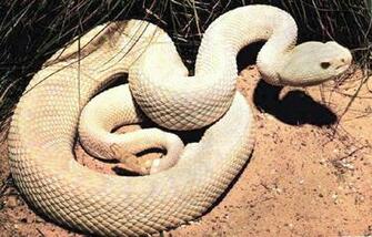Hq HD 3d White Snake Wallpaper