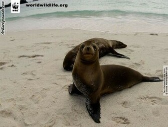 HD Desktop Wallpaper Sea Lion