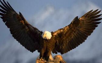 Bird Of Prey Wallpaper